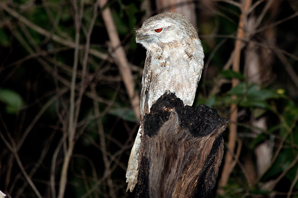 Papuan Frogmouth (Podargus papuensis)